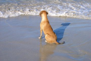 Perro en la Playa