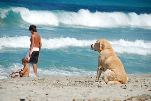 perro-playa